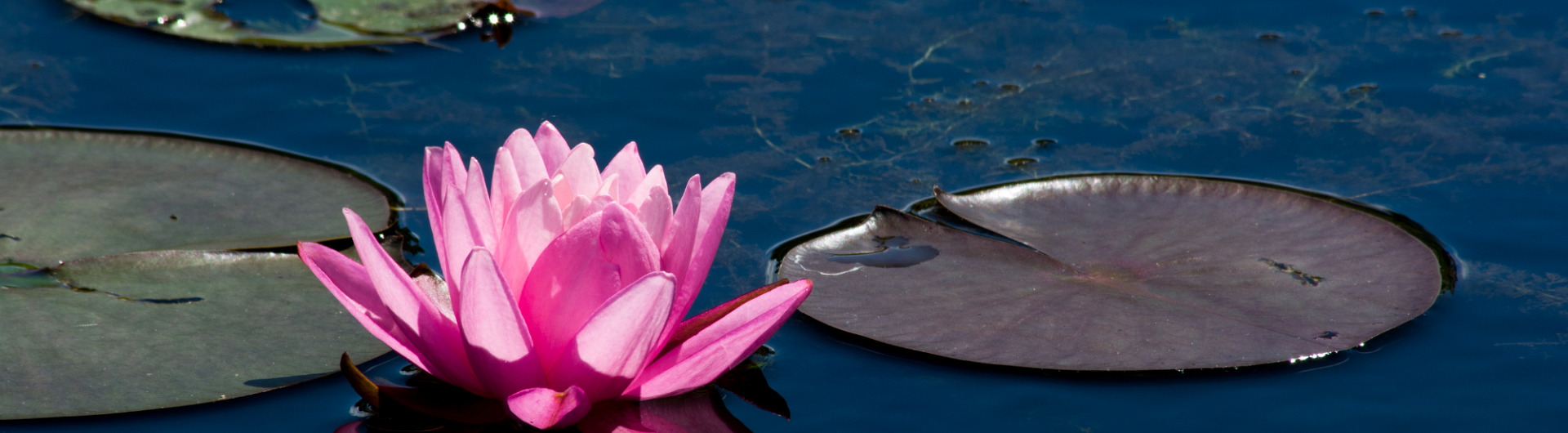 Plantencenter Roegiers: Het ruimste aanbod tuinplanten en tuingereedschap