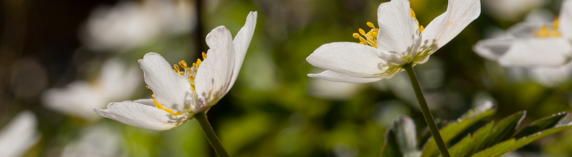 Plantencenter Roegiers: Het ruimste aanbod tuinplanten en tuingereedschap