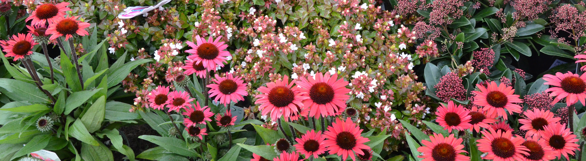 Plantencenter Roegiers: Het ruimste aanbod tuinplanten en tuingereedschap