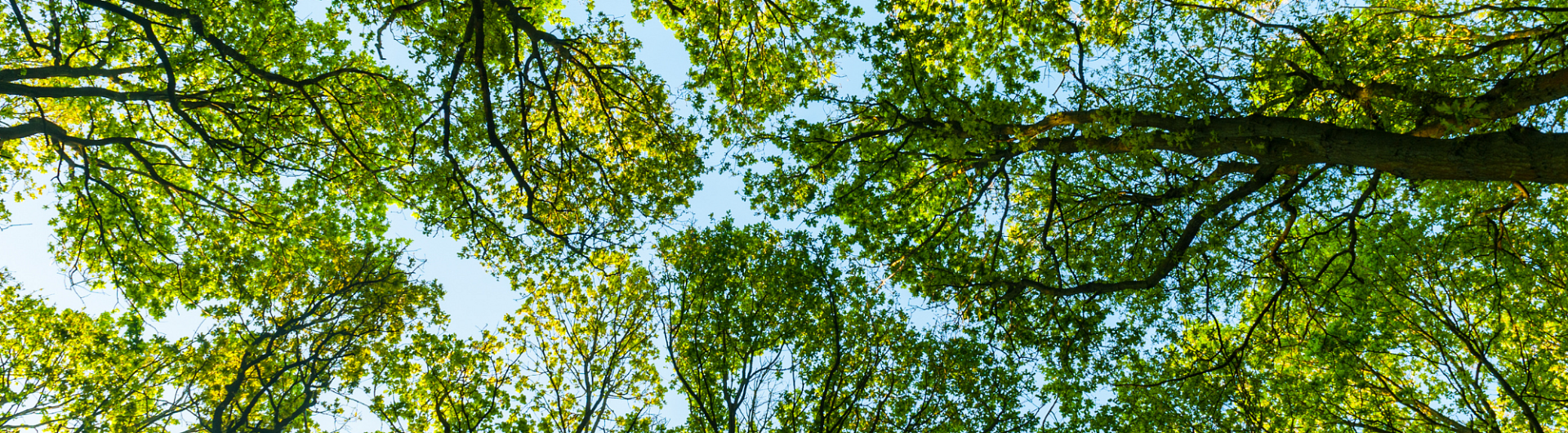 Plantencenter Roegiers: Het ruimste aanbod tuinplanten en tuingereedschap