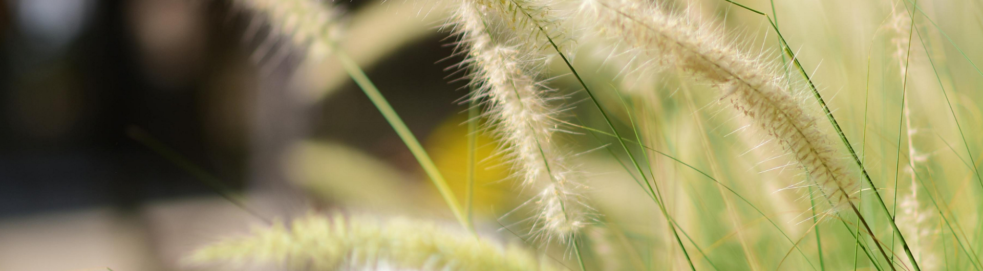 Plantencenter Roegiers: Het ruimste aanbod tuinplanten en tuingereedschap