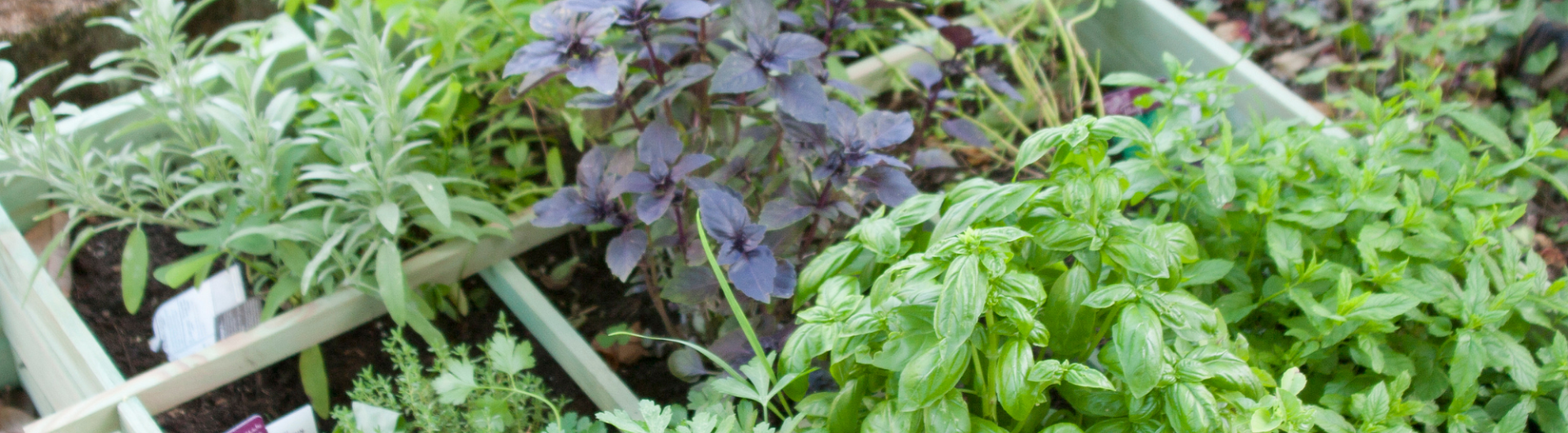 Plantencenter Roegiers: Het ruimste aanbod tuinplanten en tuingereedschap