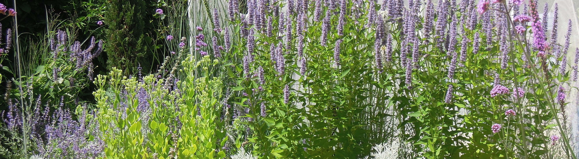 Dropplant met Artemisia combineren
