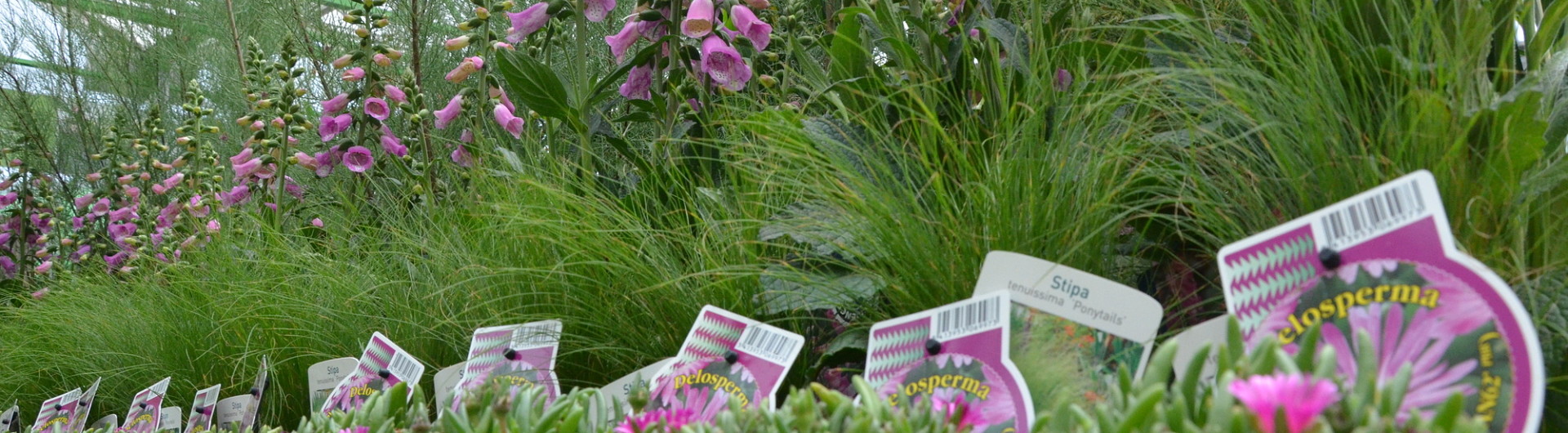 Plantencenter Roegiers: Het ruimste aanbod tuinplanten en tuingereedschap