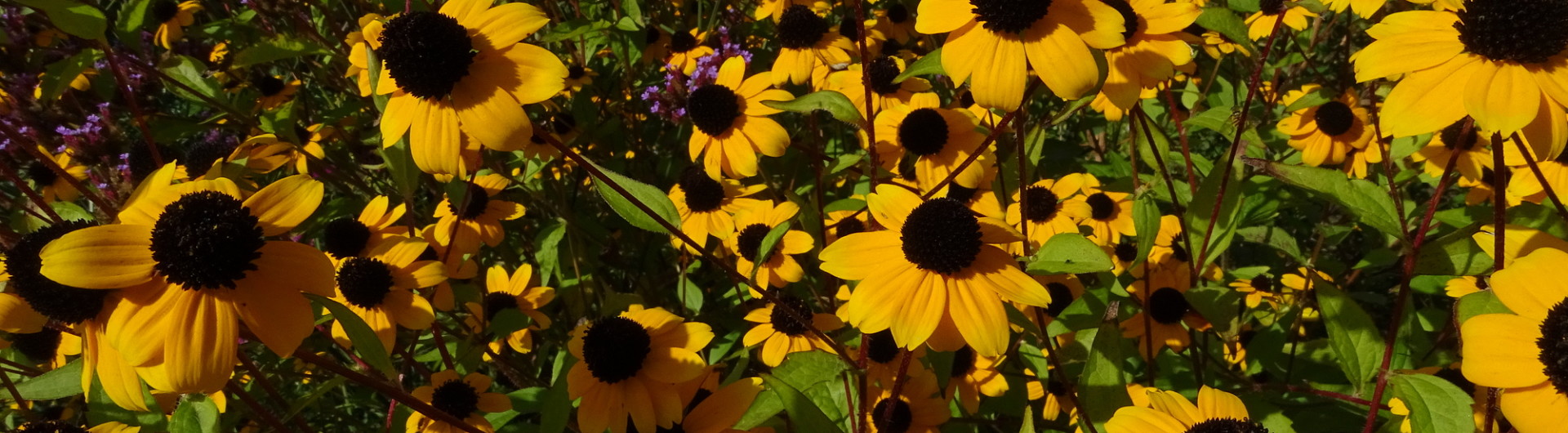 Plantencenter Roegiers: Het ruimste aanbod tuinplanten en tuingereedschap