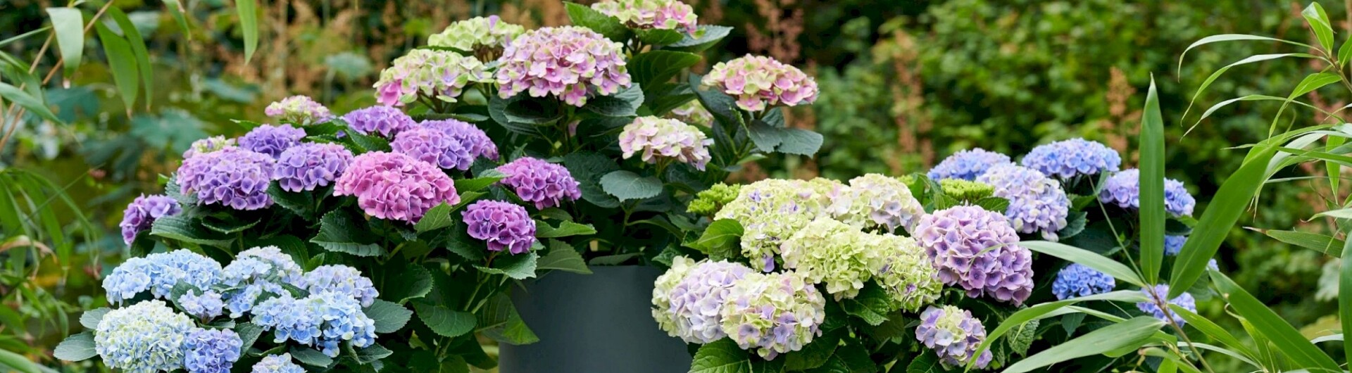 Plantencenter Roegiers: Het ruimste aanbod tuinplanten en tuingereedschap