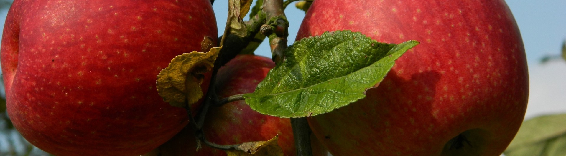 Plantencenter Roegiers: Het ruimste aanbod tuinplanten en tuingereedschap