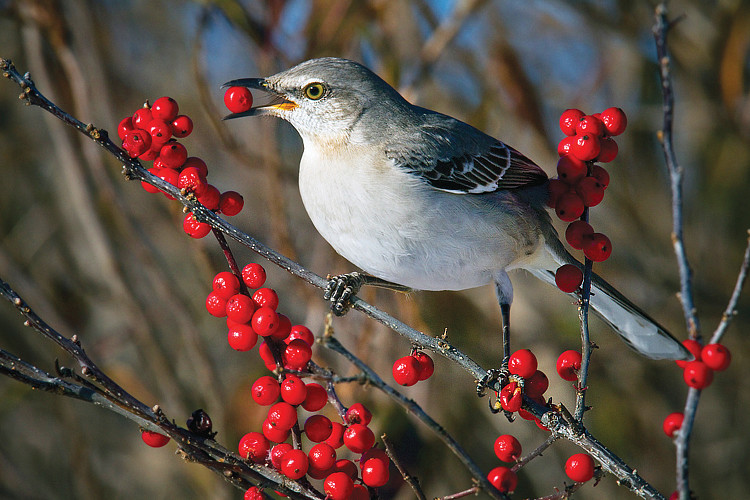 tuincentrum roegiers dieren natuurvogels 1