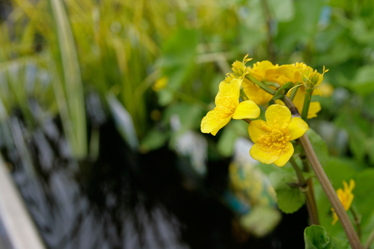 Vijverplanten: Dotterbloem